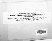 Cladosporium herbarum image